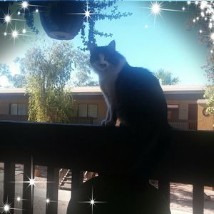 Meet your Posher, Phoebe